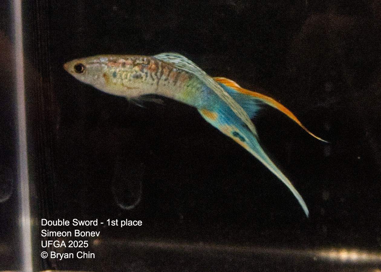Guppy Double Swordtail